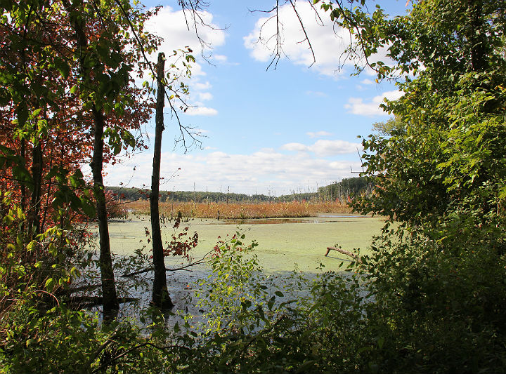 Swamp